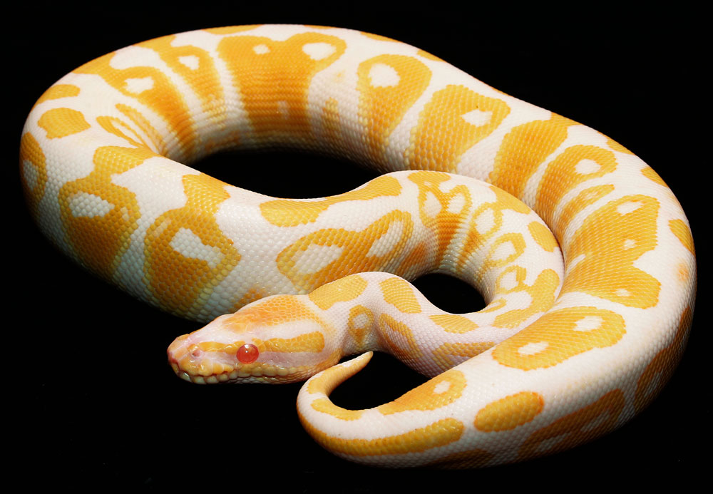 albino