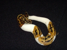 pied