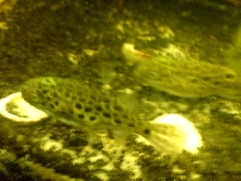 Puffers