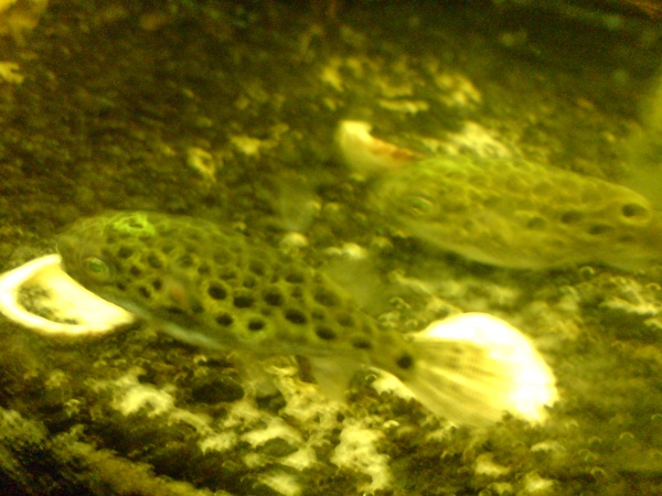 Puffers