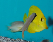 Saltwater - Austin Aquariums