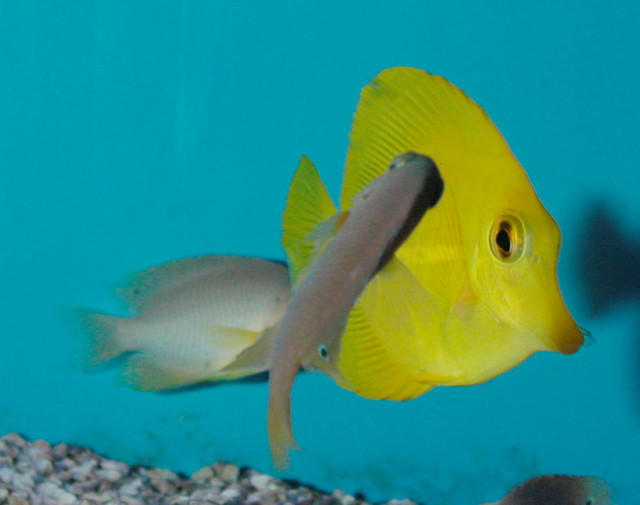 Saltwater - Austin Aquariums