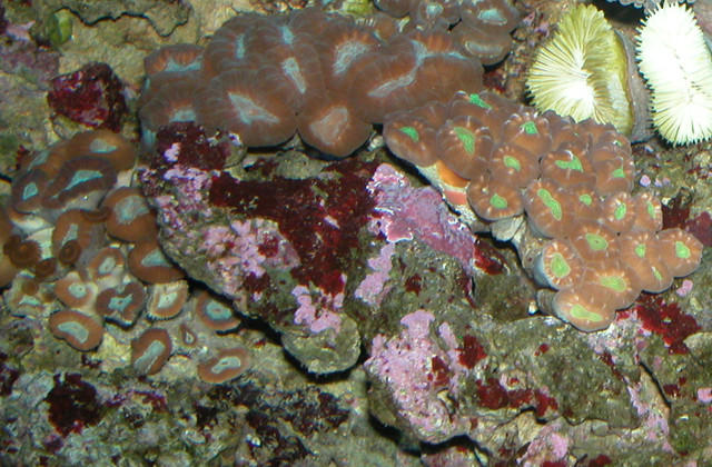 Saltwater Photos