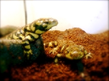 Bud and Bud Jr.