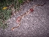 road kill