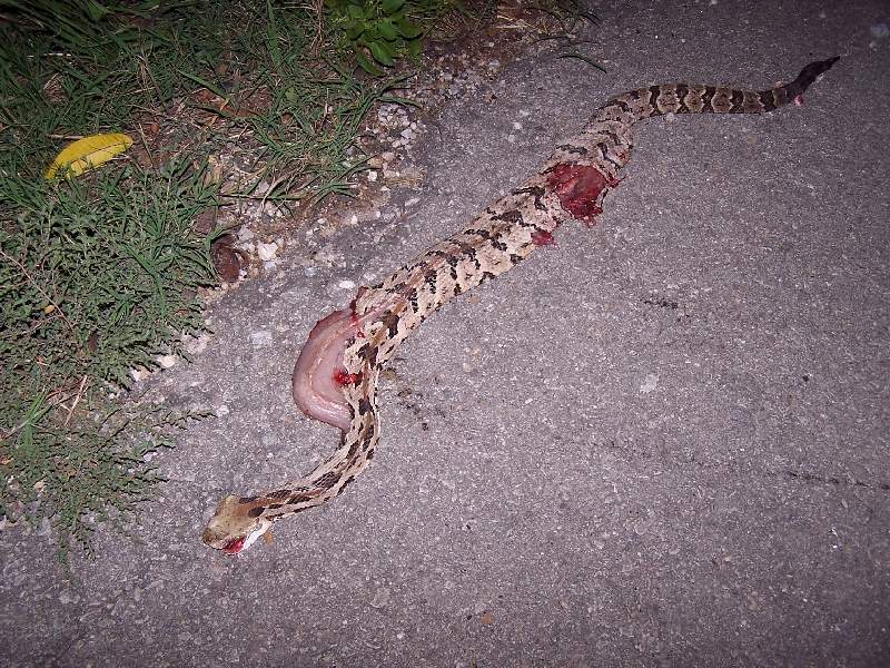 road kill