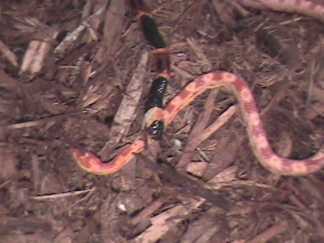 coral-first bite