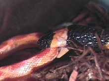 close up
