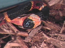 close up head