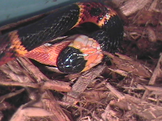 close up head