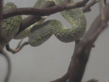 male squam