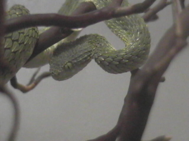 male squam