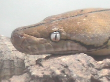 silver eyed ambon