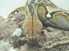 silver eyed ambon 1