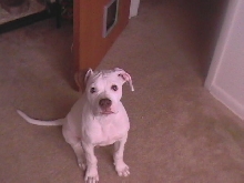 just a pup!