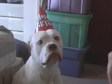 brutus' 1st b-day!
