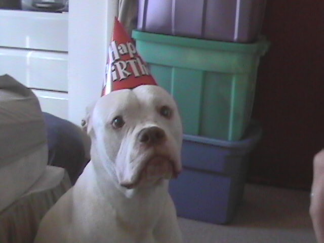 brutus' 1st b-day!