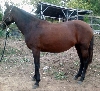 Athena left side