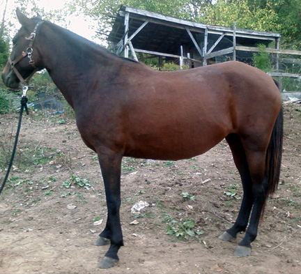 Athena left side