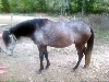 Cecelia left side
