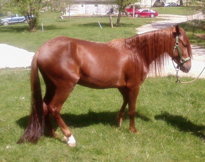 Pistol May 2007