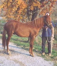 Pistol 1 yr
