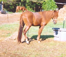 Dirty at 2 yrs Pistol