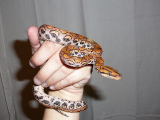 Lucy2