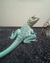Syrus