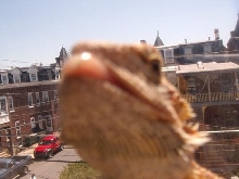 tongue