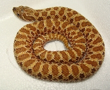 01A1