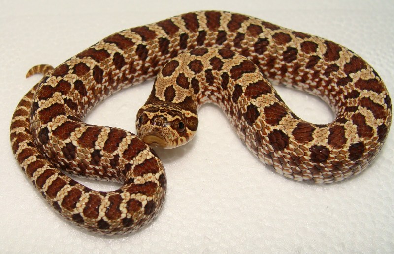 2008 B 080709