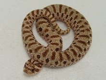 E8(1) 09 092209