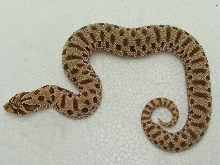 E8(2) 09 092209