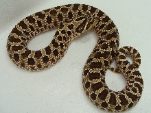 hog091009