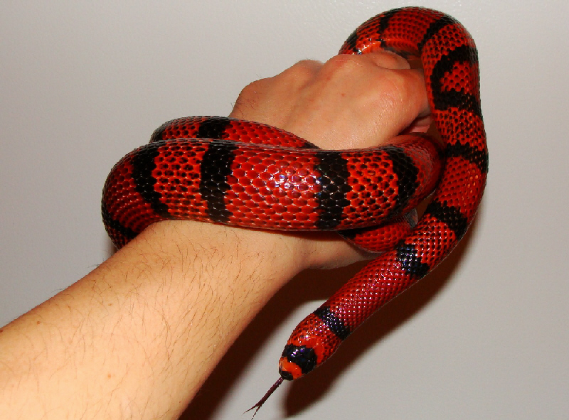 female tang hondo