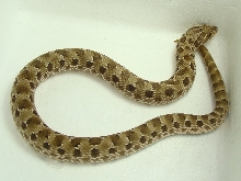 green male(1)092109