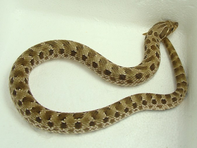green male(1)092109
