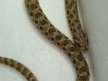 green male (2)