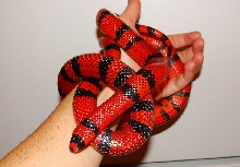 male tang hondo