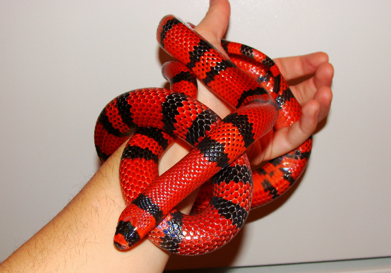 male tang hondo