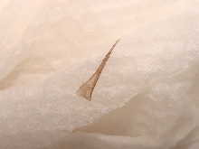 tongue shed(2)