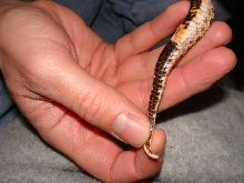 tail