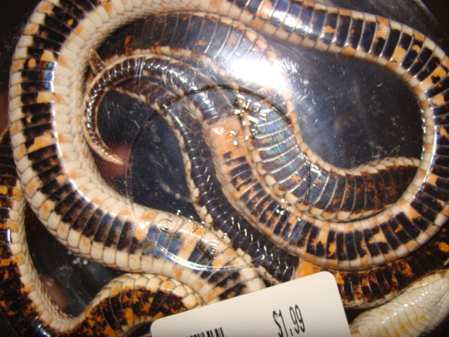 tail comparison