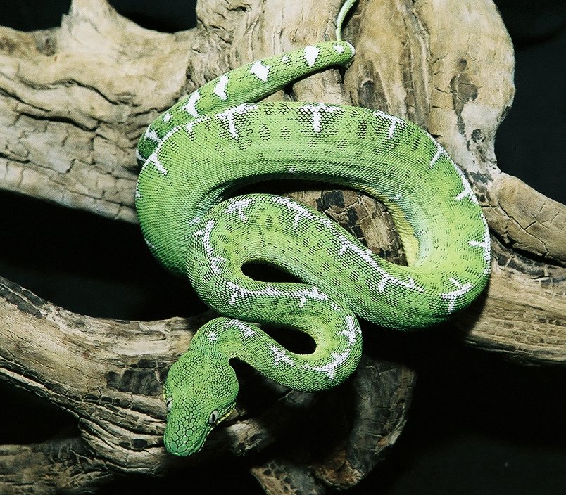 Amazon Basin Female