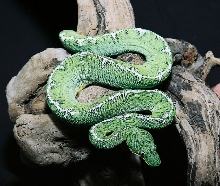 CBB Amazon Basin