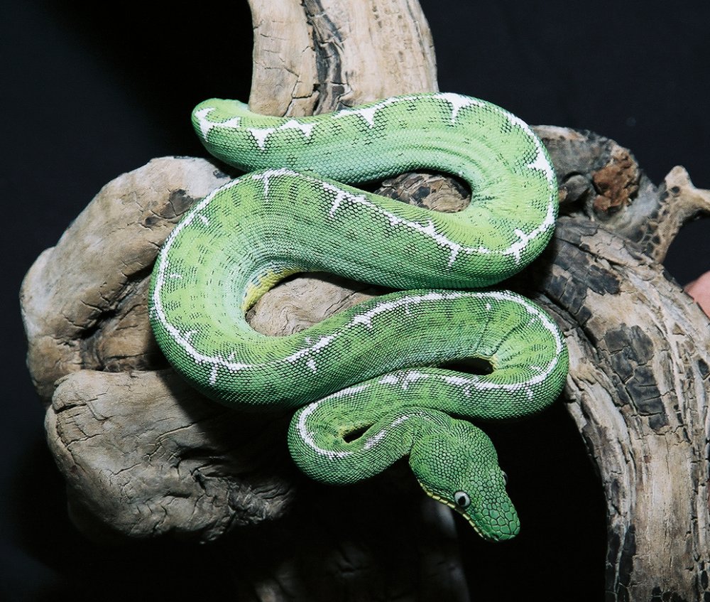 CBB Amazon Basin