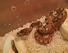 Our first Morph