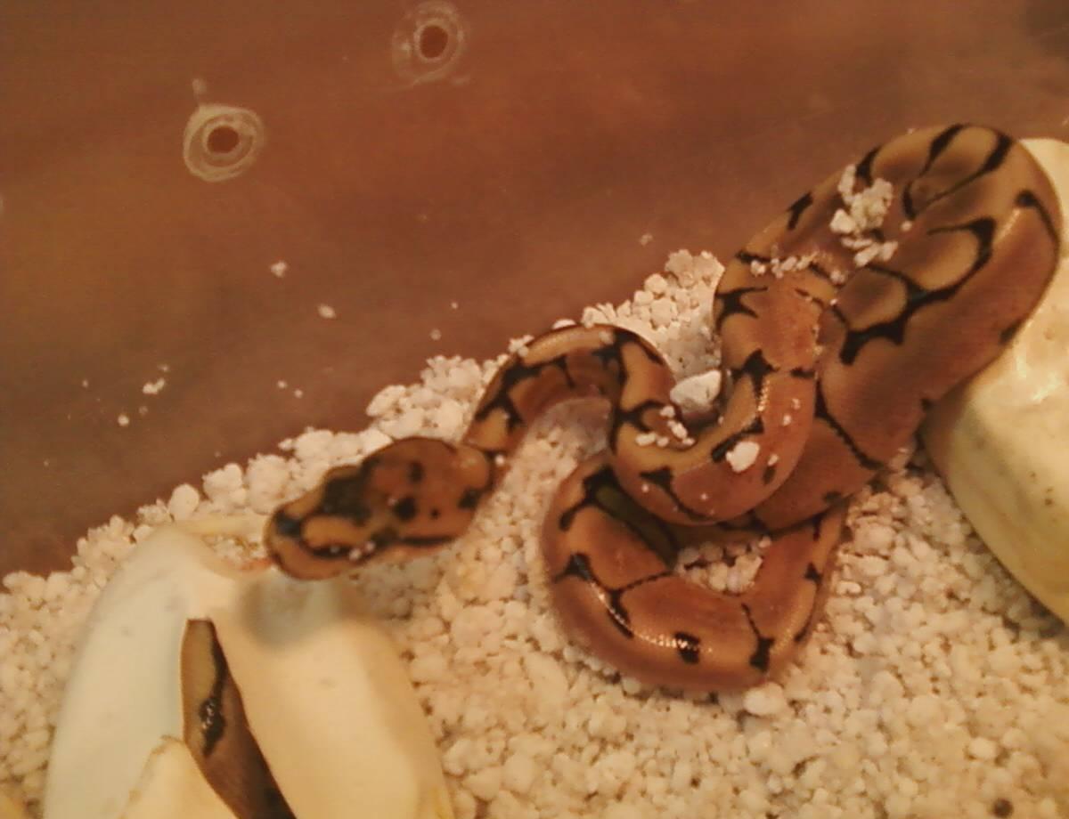 Our first Morph