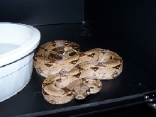 Jeff Ronne  66% het for albino